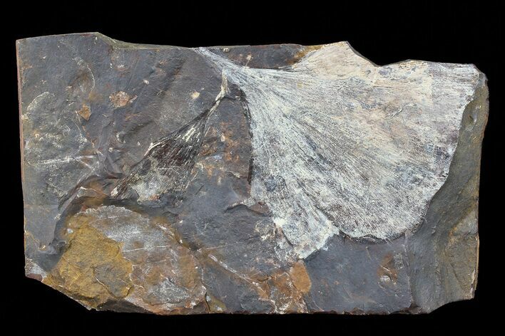 Fossil Ginkgo Leaf From North Dakota - Paleocene #80807